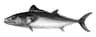Bonito