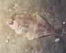 Sanddab