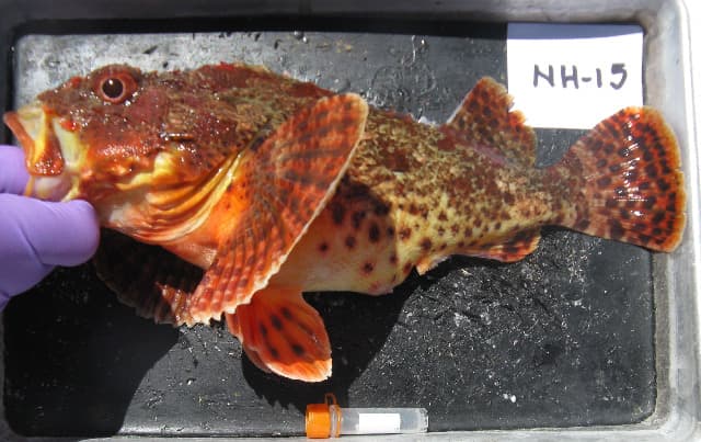 Sculpin