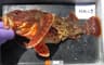 Sculpin