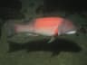 Sheephead