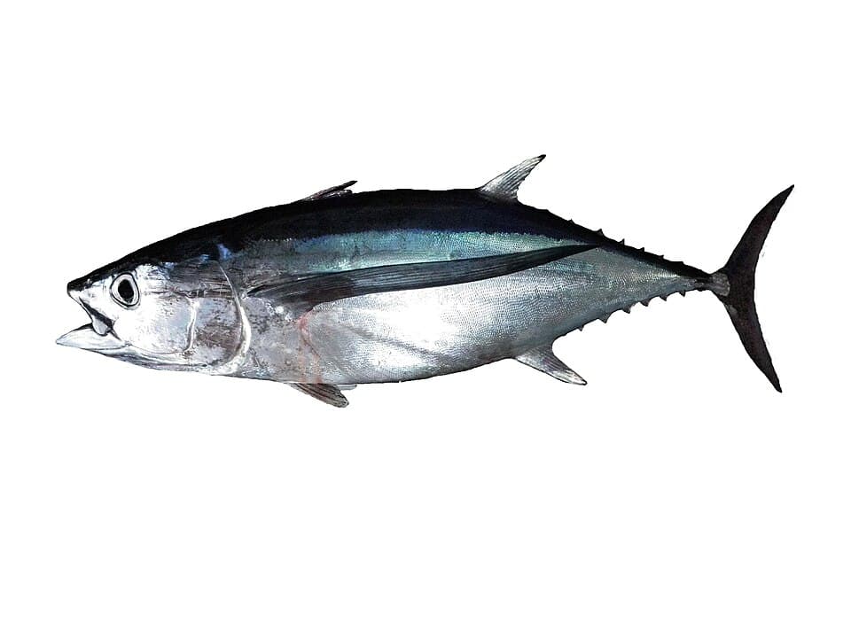 Albacore