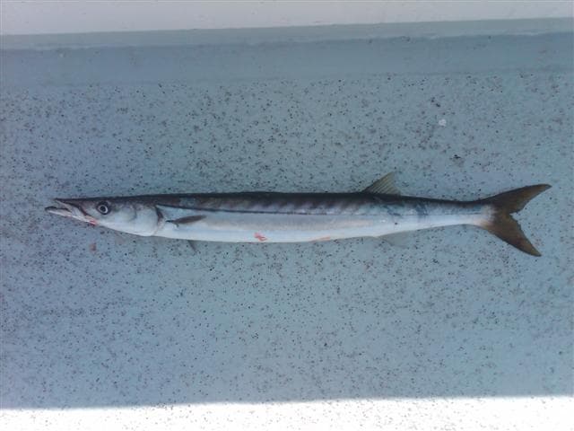 Barracuda