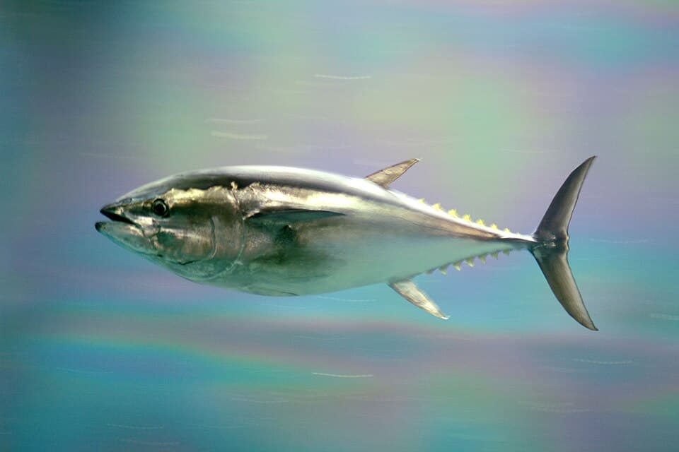 Bluefin Tuna