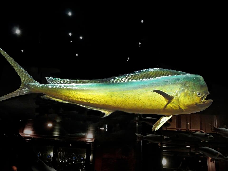 Dorado