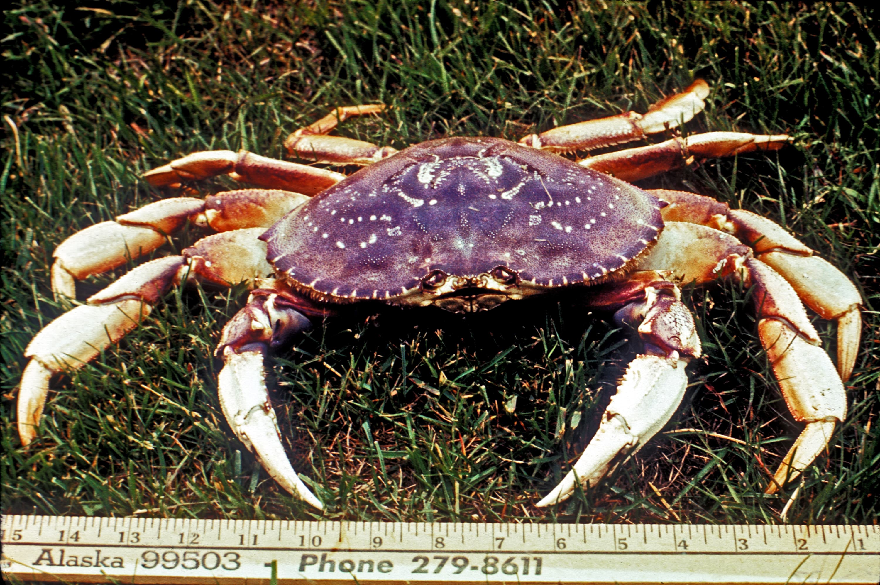 Dungeness Crab
