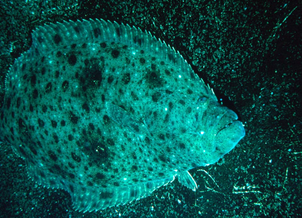Halibut