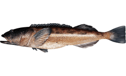 Lingcod