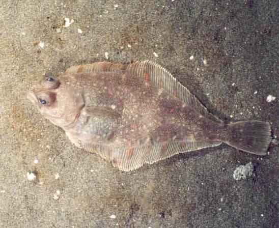 Sanddab