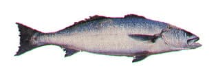 White Seabass