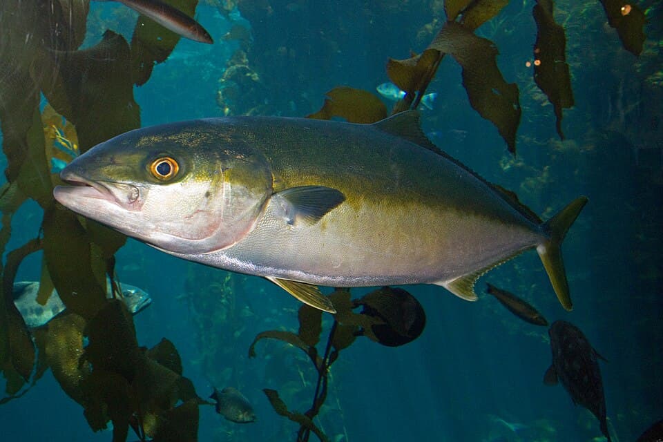 Yellowtail
